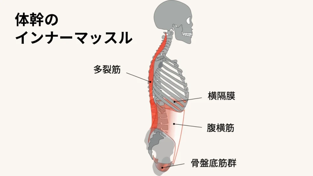 体幹のインナーマッスル